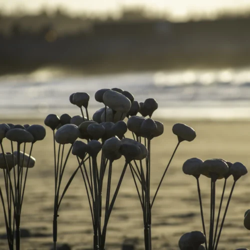 木子一十一工作室於2024年受邀參加落山風藝術季，作品早上效果